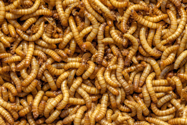 Lebende Mehlwürmer 500g