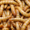 Mehlwürmer tiefgefroren 1 kg – Bild 3